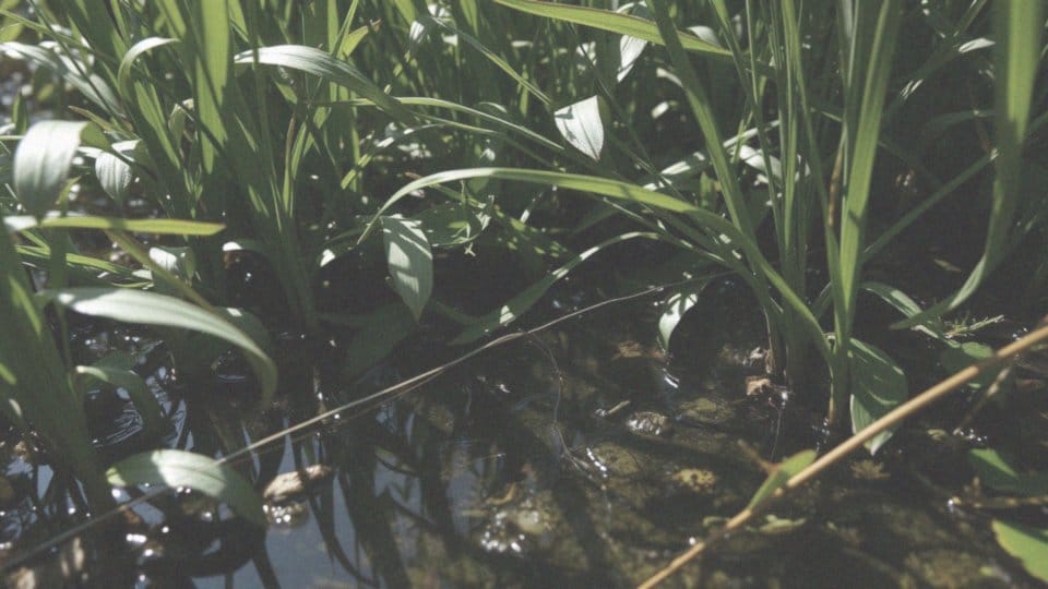 Jakie żyłki poleca się do połowu na stanowiskach zarosłych?