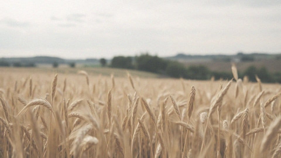 Z czego jest kasza jaglana? Właściwości i zalety zdrowotne